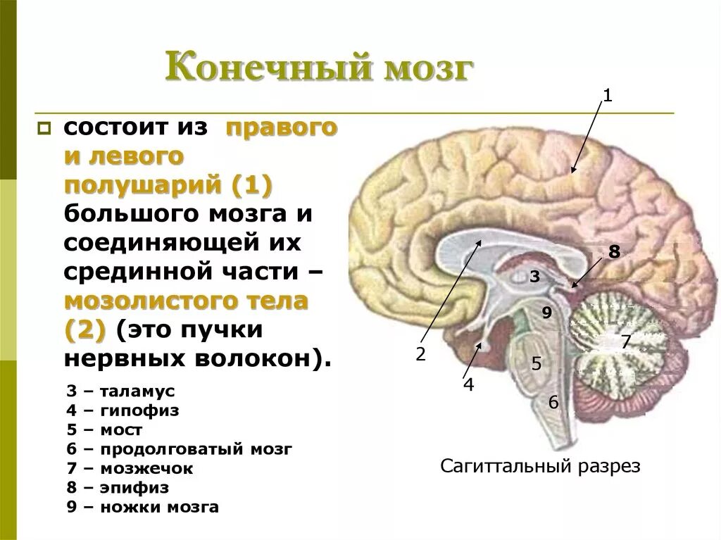 Мозг имеет полость. Строение больших полушарий конечного мозга. Головной мозг строение конечный мозг. Строение коры конечного мозга.