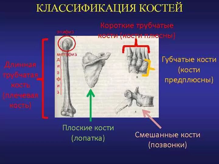 Трубчатой костью является лопатка. Трубчатой костью является лопатка