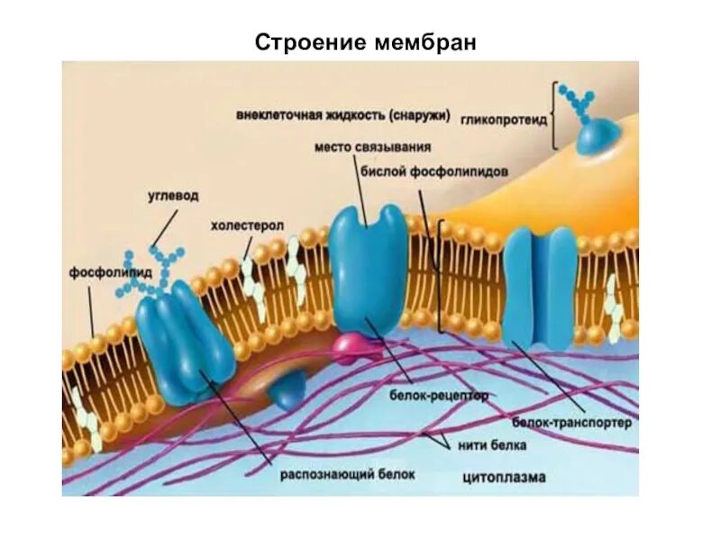 Строение плазматической мембраны эукариотической клетки. Строение цитоплазматической мембраны клетки. Строение цитоплазматической мембраны эукариотической клетки. Структура клетки цитоплазматическая мембрана. Эукариотическая клетка плазматическая мембрана