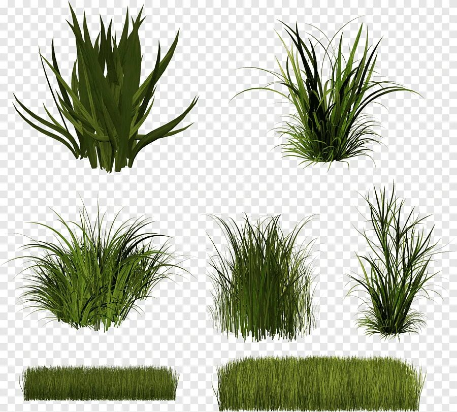 Grass plant. Трава клипарт. Растения клипарт. Растения для фотошопа. Трава без фона для фотошопа.