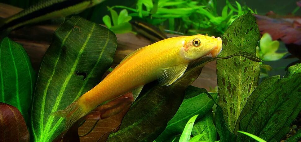 Рыбка гиринохейлус золотой. Гиринохейлус рыбка аквариумная. Сомик гиринохейлус. Китайский водорослеед гиринохейлус.