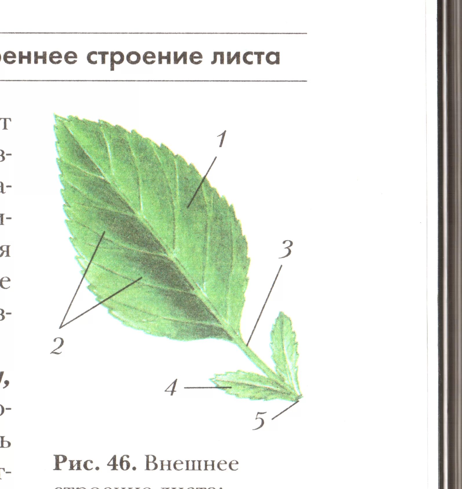 Части листа рисунок