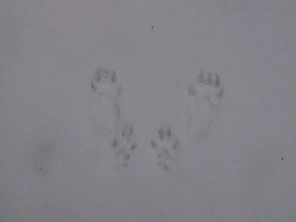 заячья петля следы. следы зайца беляка на снегу. заячьи следы как пишется правильно. следы зайца. следы зайца беляка и русака.