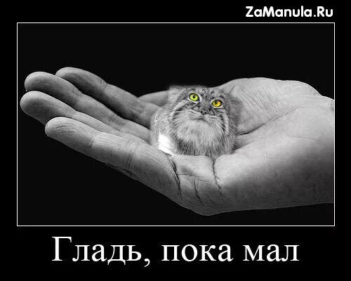 кого из детей мать любит больше. пообе. бачила. демотиваторы про жизнь в россии. худая кошка.