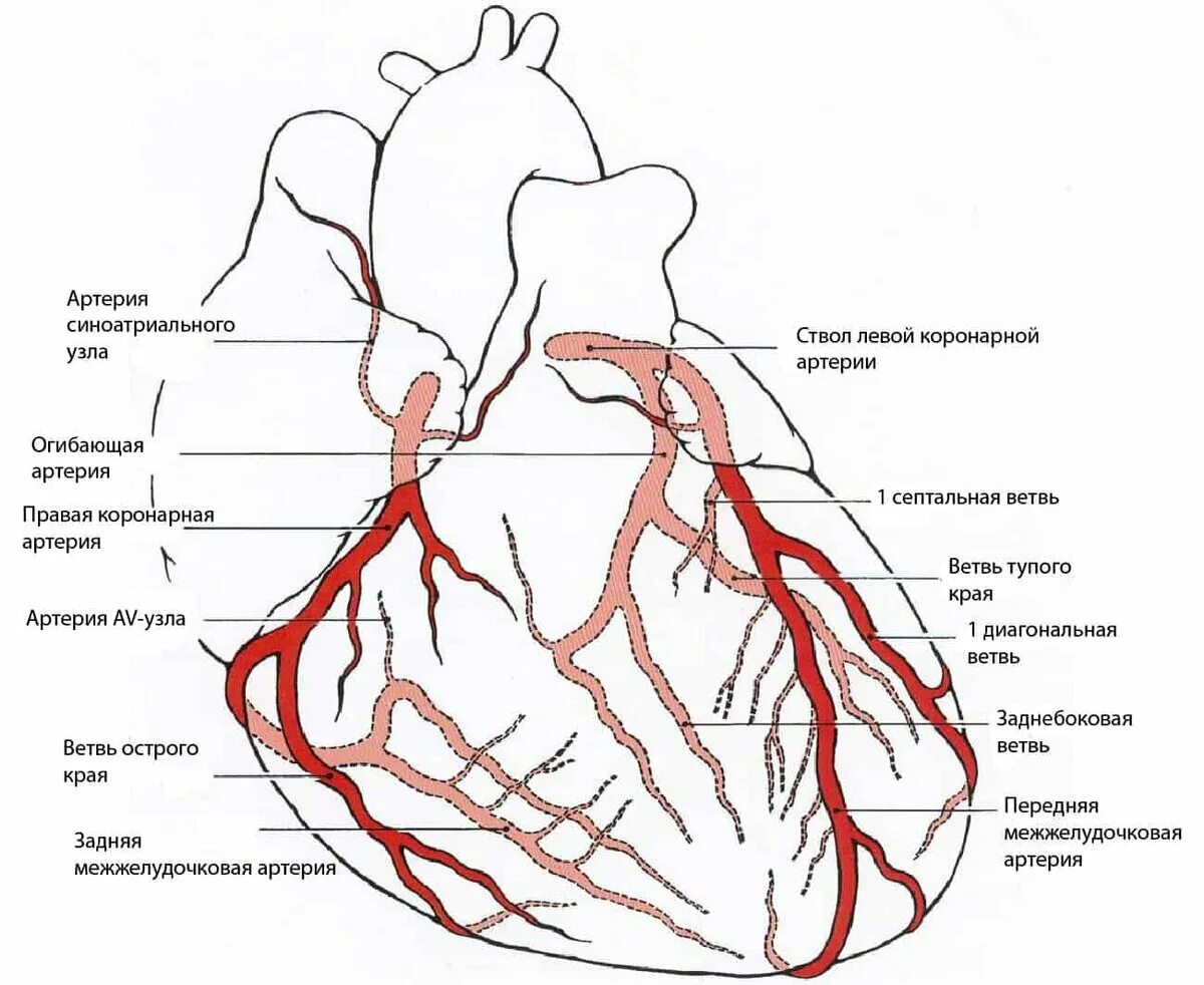 Задержка тока крови латынь. Схема левой коронарной артерии. Сосуды сердца схема коронарография. Схема коронарного кровоснабжения сердца. Коронарные артерии сердца схема.