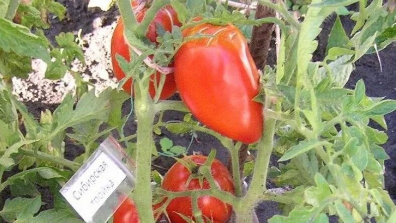 Томат сибирский грунтовый. Томат сибирская тройка характеристика и описание. Томат тройка отзывы. Томат сибирская тройка, 20 шт. Томат сибирская тройка.