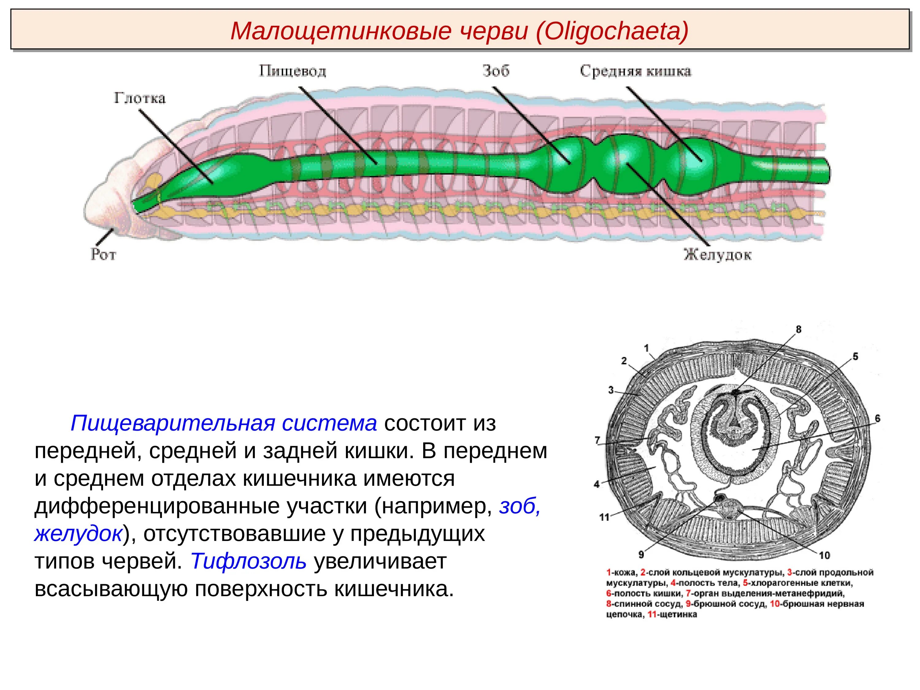 Кольчатые черви наличие полости тела. Строение поперечного среза кольчатого червя. Выделительная система кольчатых червей Малощетинковые. Пищеварительная система система червя. Строение кольчатого червя в разрезе.