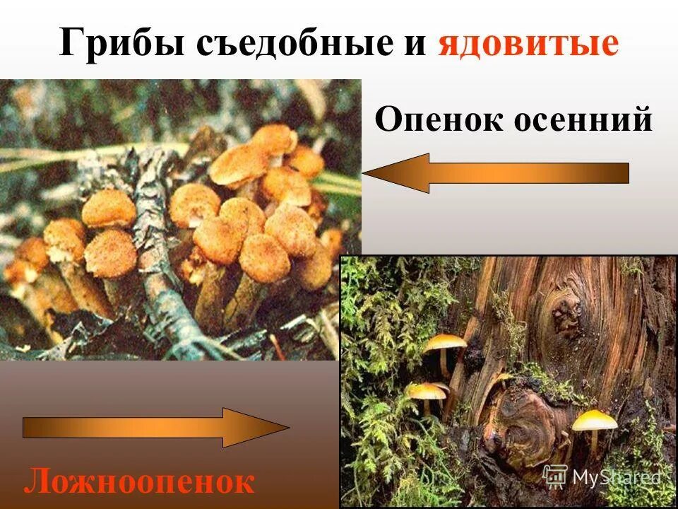 Опёнок осенний опасный двойник. Опасный двойник опенка осеннего. Опасный двойник опенка осеннего. Грибы двойники опенок летний. Опёнок осенний опасный двойник название.