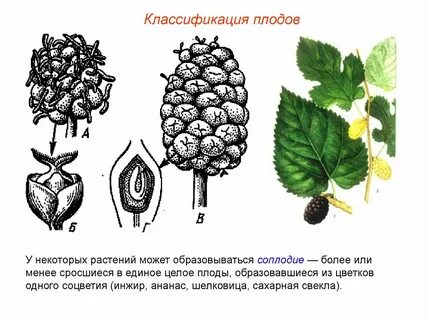 Плод крупного травянистого растения