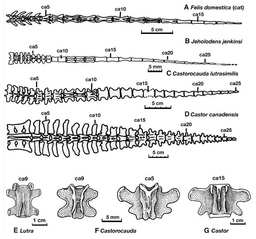 Хвостовой отдел в позвоночнике у млекопитающих. Хвостовые позвонки. Хвостовой отдел в позвоночнике. Сросшиеся хвостовые позвонки. Хвостовые позвонки кошки.