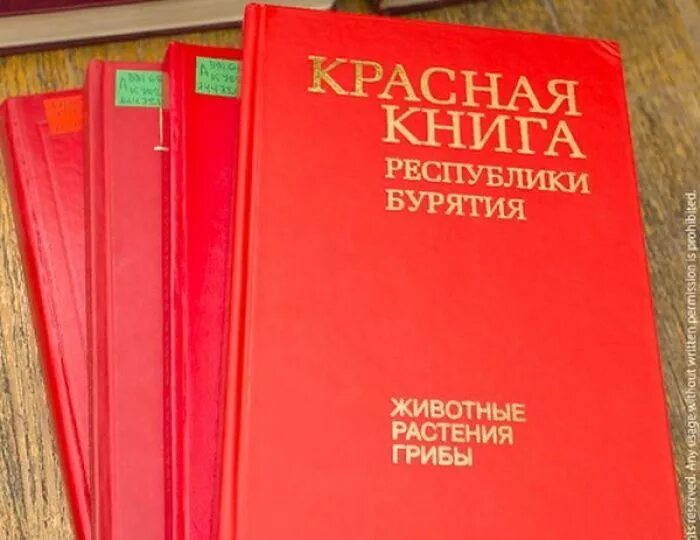 Красная книга Бурятии обложка. Красная книга Республики Бурятия коллектив авторов книга. Животные красной книги в Бурятии. Животное красной книги Бурятии. Вода красная книга