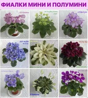 Фиалки фото и названиями описание сорта