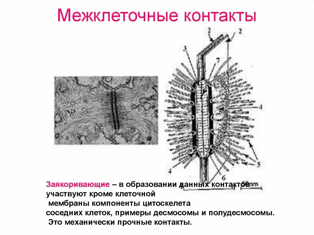 Между клетками есть. Строение десмосомы гистология. Схема строения межклеточных контактов. Схема строения межклеточных контактов гистология. Межклеточные соединения (контакты).