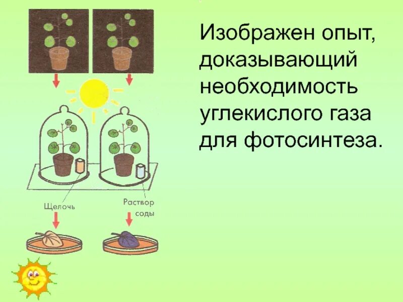 Опыт фотосинтез вода. Опыт доказывающий необходимость углекислого газа для фотосинтеза. Выделение углекислого газа растениями. Опыты по фотосинтезу. Опыт фотосинтез.