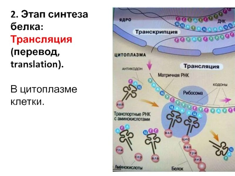 Этапы трансляции биосинтеза. Этапы транскрипции и трансляции белка. Биосинтез белка в живой клетке 9 класс.