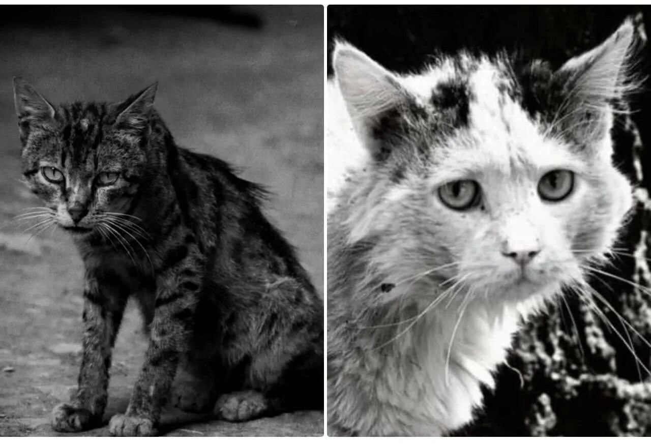 Это был уродливый кот. Это был уродливый кот. Уродливый кот стих. Это был уродливый кот. Уродливый кот стих.