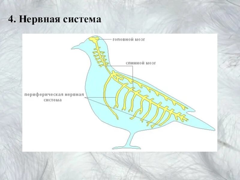 Класс птицы внутреннее строение голубя. Внутреннее строение птицы биология 7 класс. Строение птицы 7 класс биология. Внутреннее строение нервная система птицы 7 класс биология.