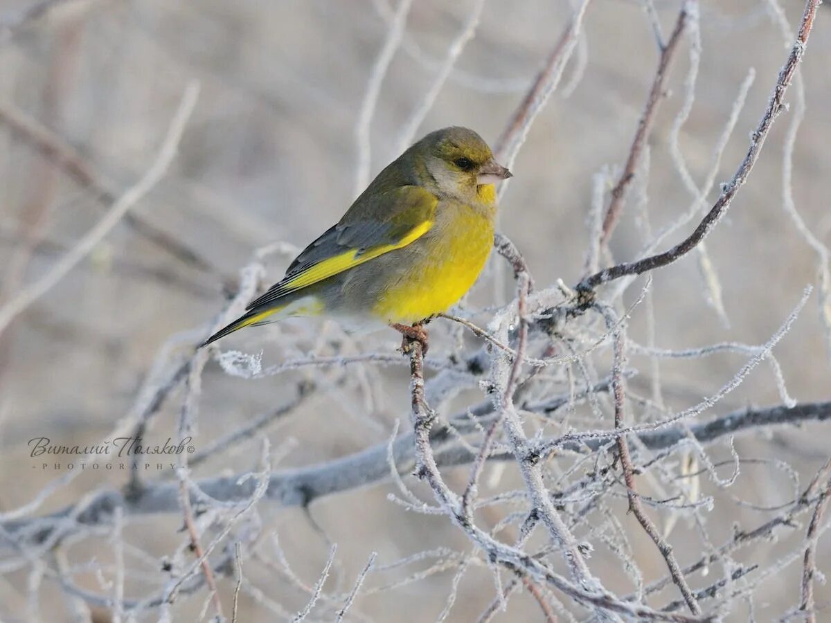 Зимние птицы южного урала. Птицы южного урала. Лесные птицы южного урала. Певчие птицы среднего урала. Обыкновенный жулан.