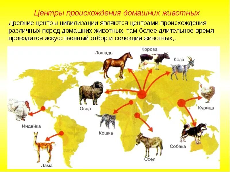 Центры происхождения животных по Вавилову. Схема центры происхождения животных. Центры одомашнивания животных и происхождения культурных растений. Карта Вавилова центры происхождения культурных растений. Когда начался процесс одомашнивания растений