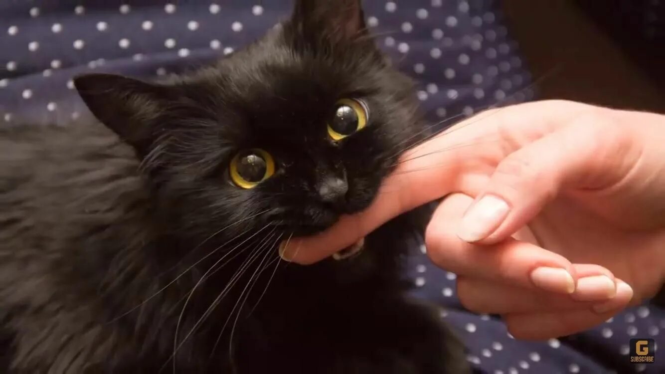 Гладят черную кошку. Кошка которую гладят. Гладьте черную кошку. Черного кота гладят. Гладьте черную кошку.