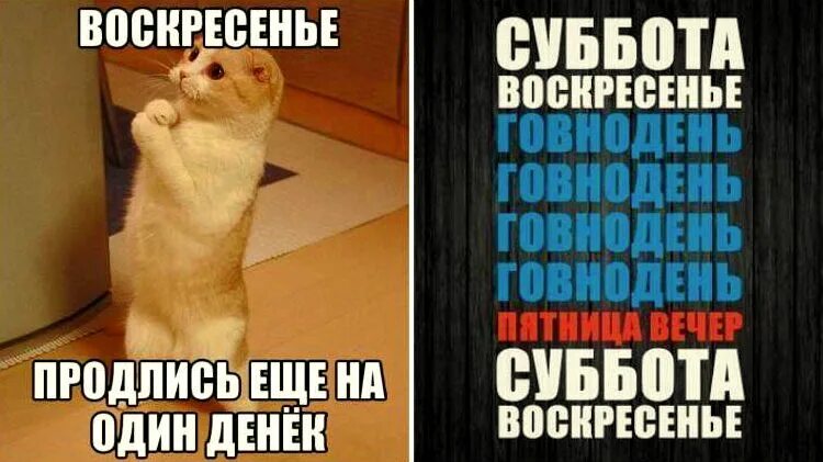 веселого воскресенья картинки. воскресенье приколы. приколы про воскресенье. шутки про воскресенье. воскресенье приколы.