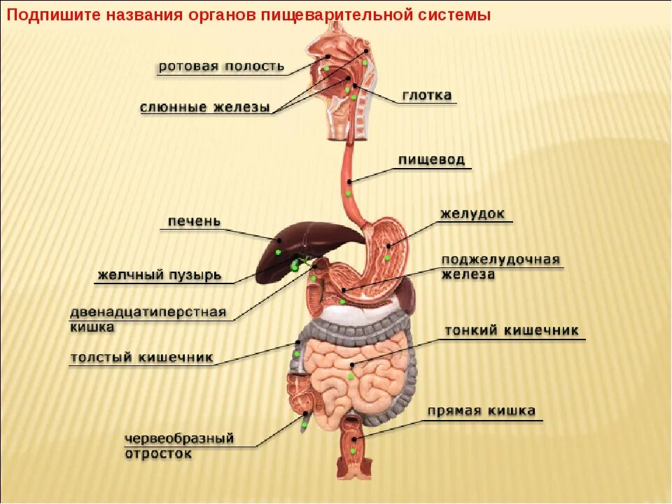 Строение человека система органов. Органы пищеварительной системы человека схема. Функции каждого органа пищеварения. Строение пищеварительной системы схема название функции. Функции пищеварительной системы человека рисунок.