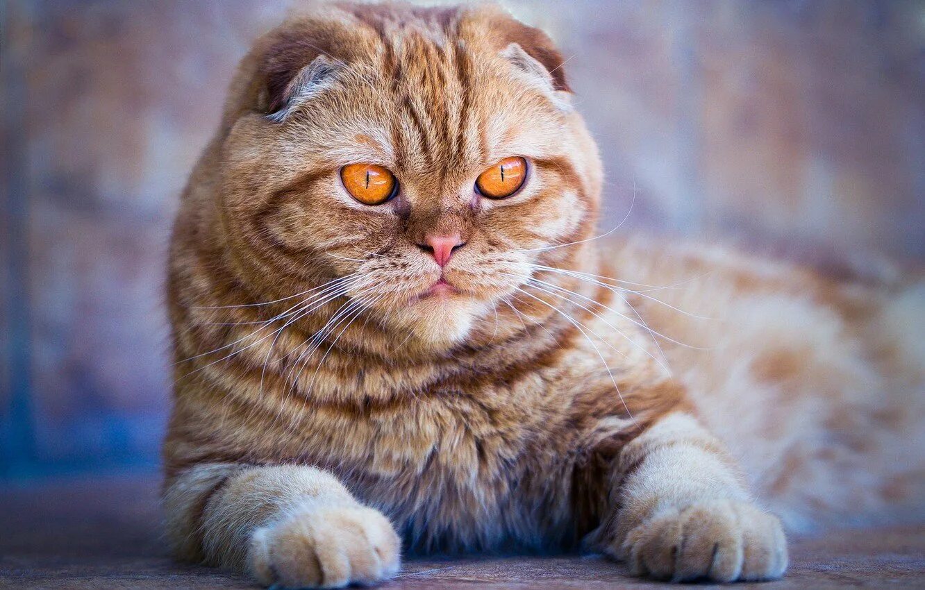 Шотландская вислоухая кошка серая. Скоттиш фолд. Скоттиш-фолд шотландская вислоухая кошка. Шотландский вислоухий кот скоттиш фолд. Шотландская кошка скоттиш фолд.