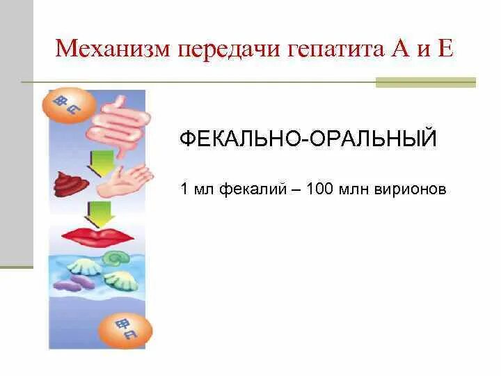 Механизм передачи гепатита в. Механизм передачи гепати. Гепатиты с фекально-оральным механизмом передачи. Механизм передачи гепатита е.