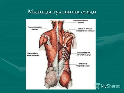 На туловище располагаются