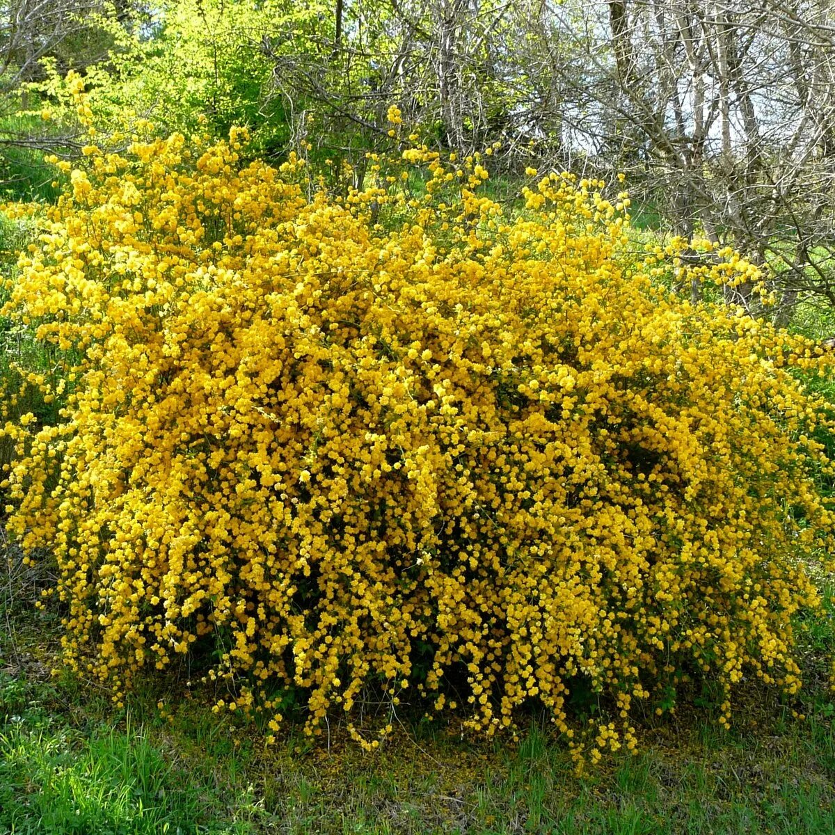 Керрия японская Pleniflora. Куст японская керрия. Форзиция промежуточная Голдзаубер. Керрия японская махровая. Как называется куст с желтыми цветами