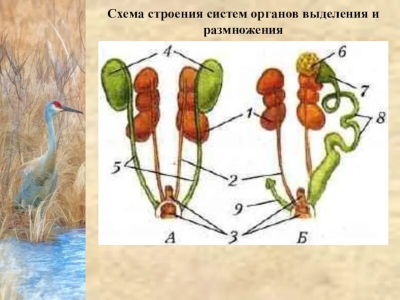 Размножение птиц 7 класс биология. Строение выделительной системы птиц. Схема строениевыделительная системы птиц. Выделительная система птиц схема. Схема строение систем органов размножения птиц.