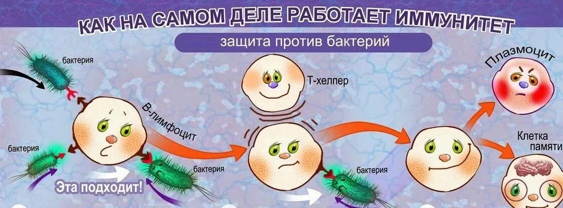 Иммунитет. Иммунитет против микробов. Защита организма от микробов. Иммунитет против вирусов и бактерий.