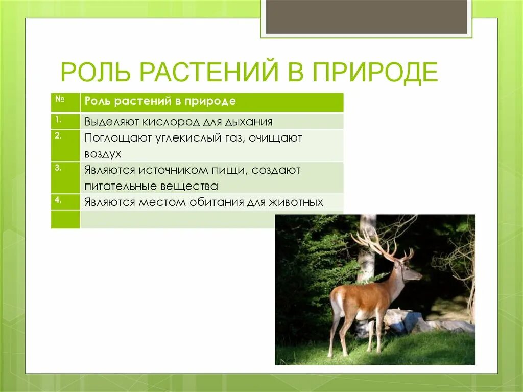 Роль растений в природе. Роль опмтений в природе. Коль растений в природе. Роль растений в жизни человека.