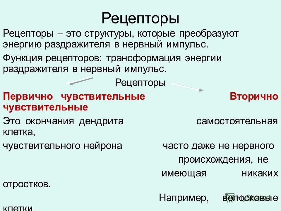 Рецепторные белки примеры. Рецепторную функцию выполняют. Ферменты примеры. Классификация рецепторов экстерорецепторы. Рецепторную функцию выполняют.