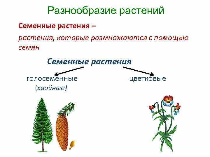В отличие от голосеменных у покрытосеменных появляются