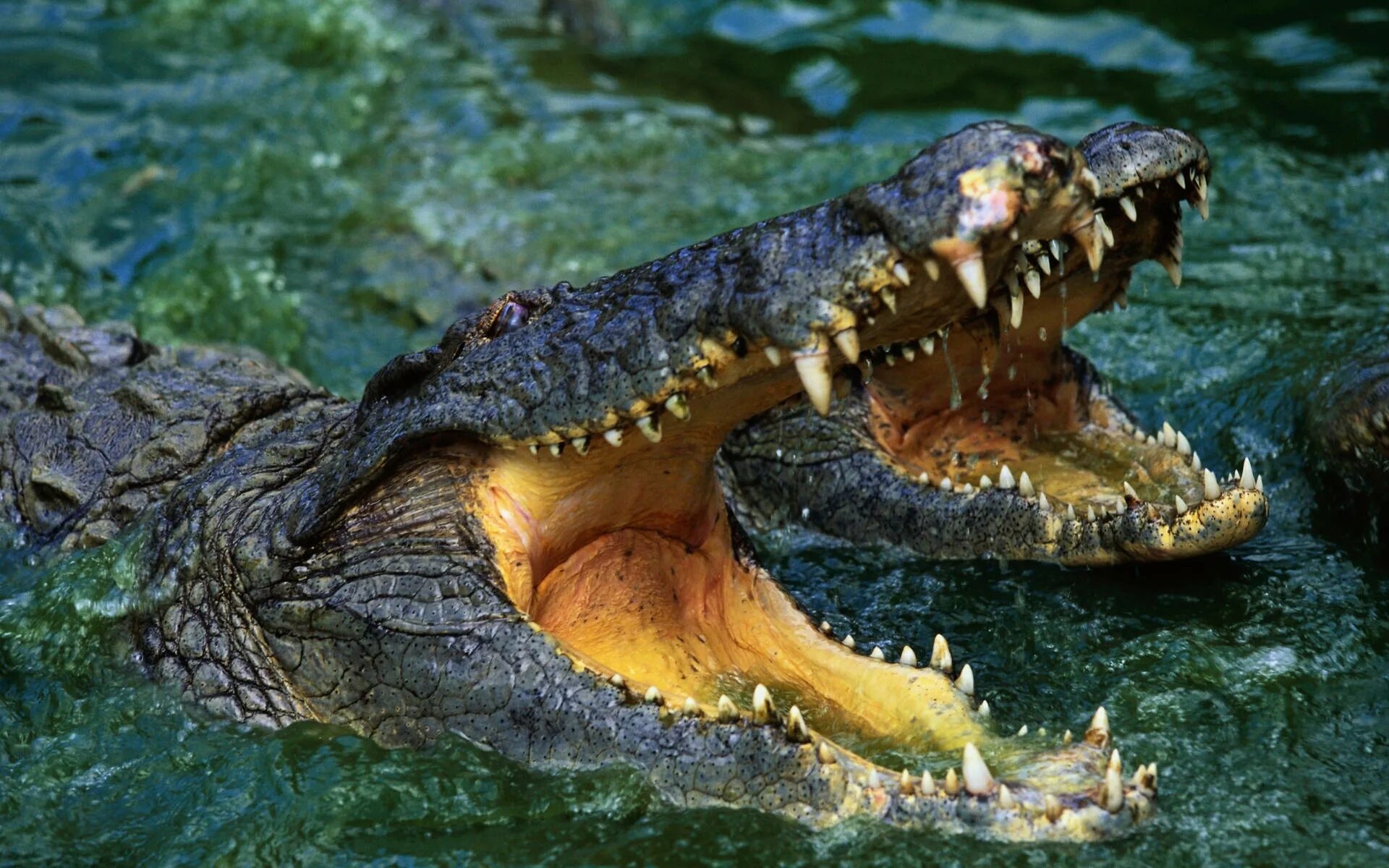 Гребнистый крокодил зубы. Австралийский узкорылый крокодил. Морской гребнистый крокодил хищник.