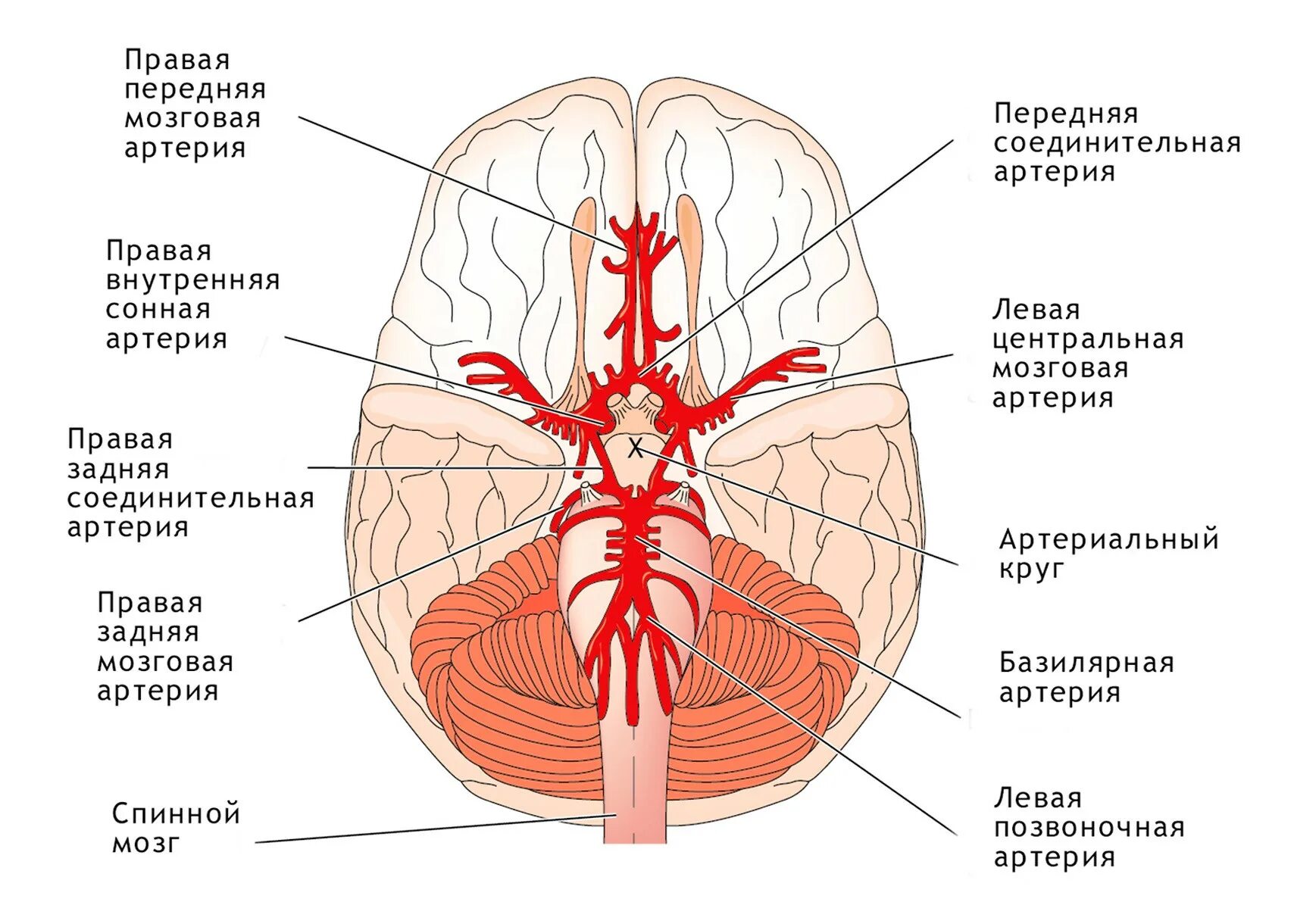 Основная артерия головного мозга анатомия. Круг Виллизиев анатомия кровоснабжение головного. Внутренняя Сонная артерия кровоснабжение головного мозга. Кровоснабжение головного мозга артериальный круг мозга анатомия. Мозговые артерии головного мозга