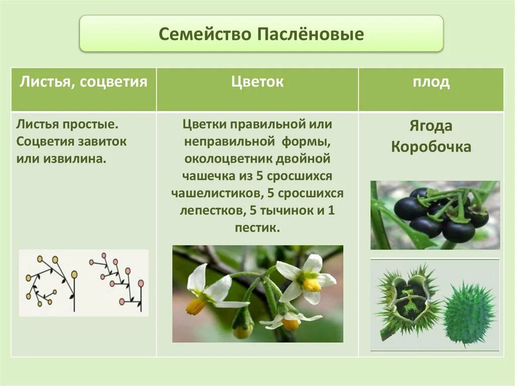 Виды соцветий и плодов. Соцветие цветка семейства Пасленовые. Представители семейства Пасленовые таблица. Семейство Пасленовые листья. Пасленовые формы растений 6 класс.