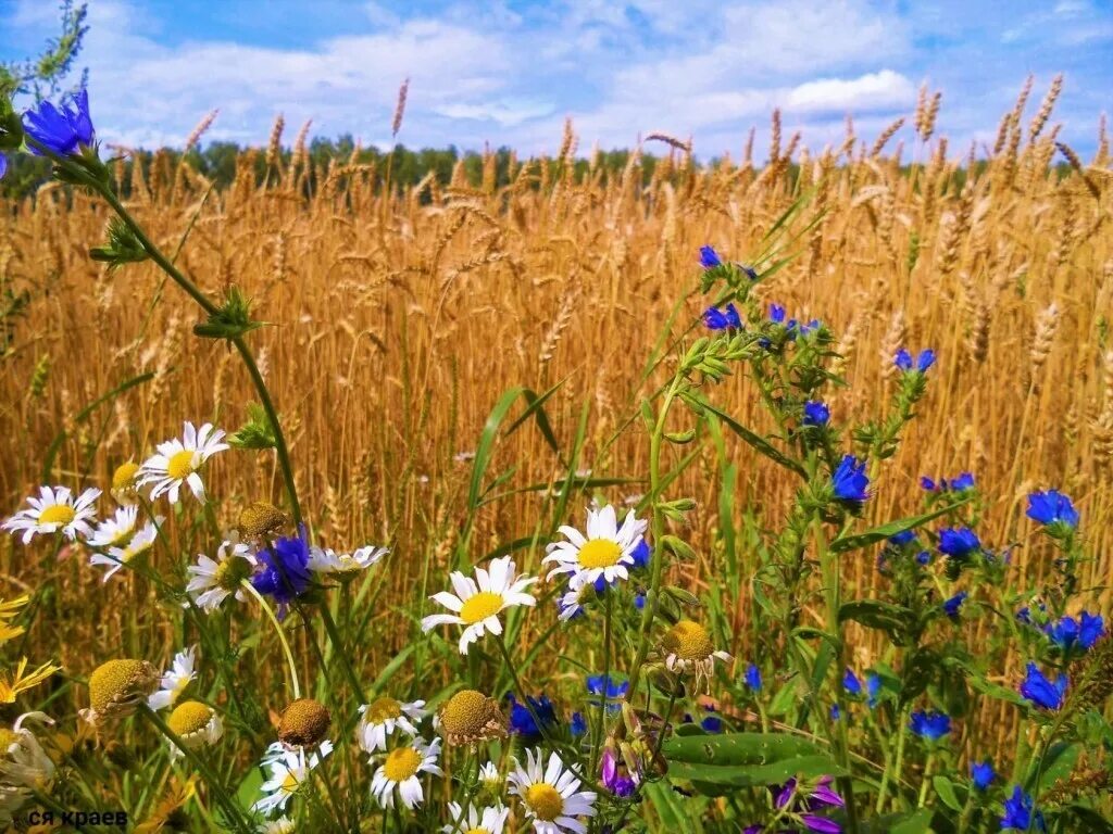 Что значит 1 августа. Август история названия месяца. Август надо провести как три месяца. Прикольные стишки про последний день лета. Смешной прикольный стишок про лето.