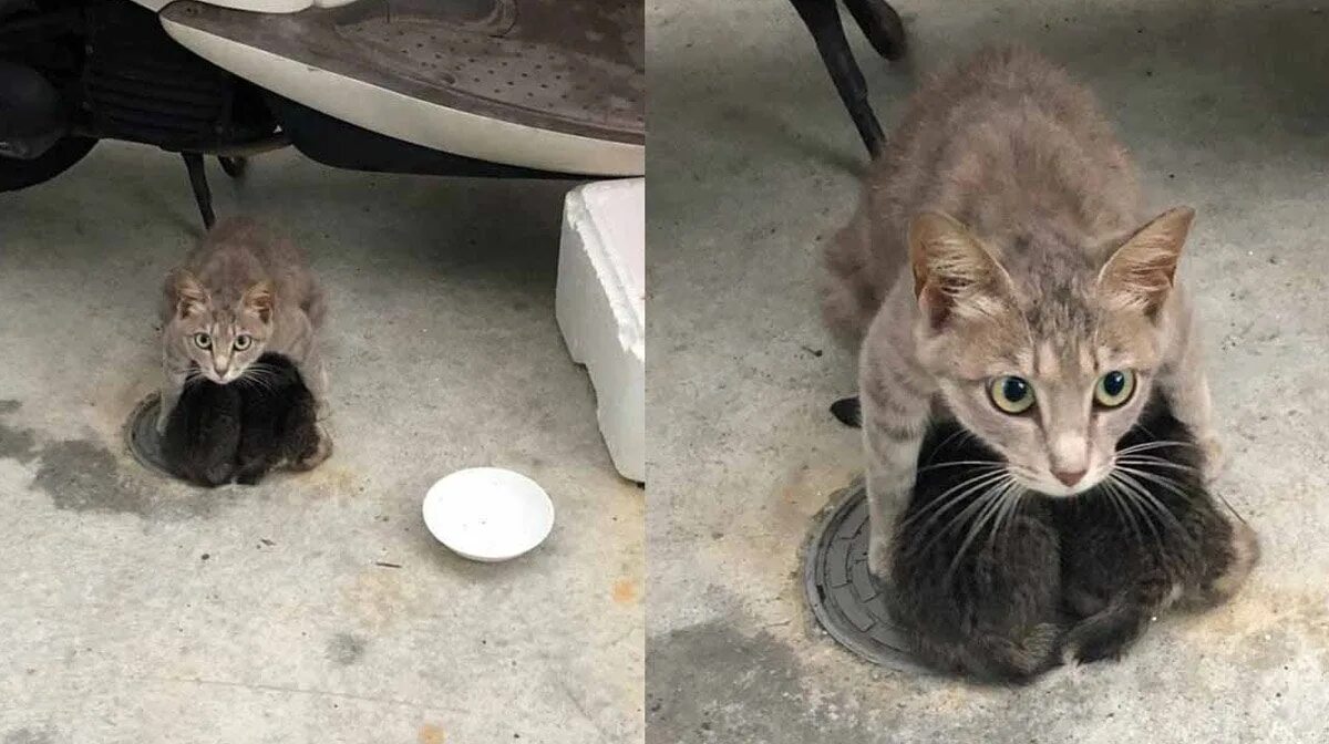 Котенок спас собаку