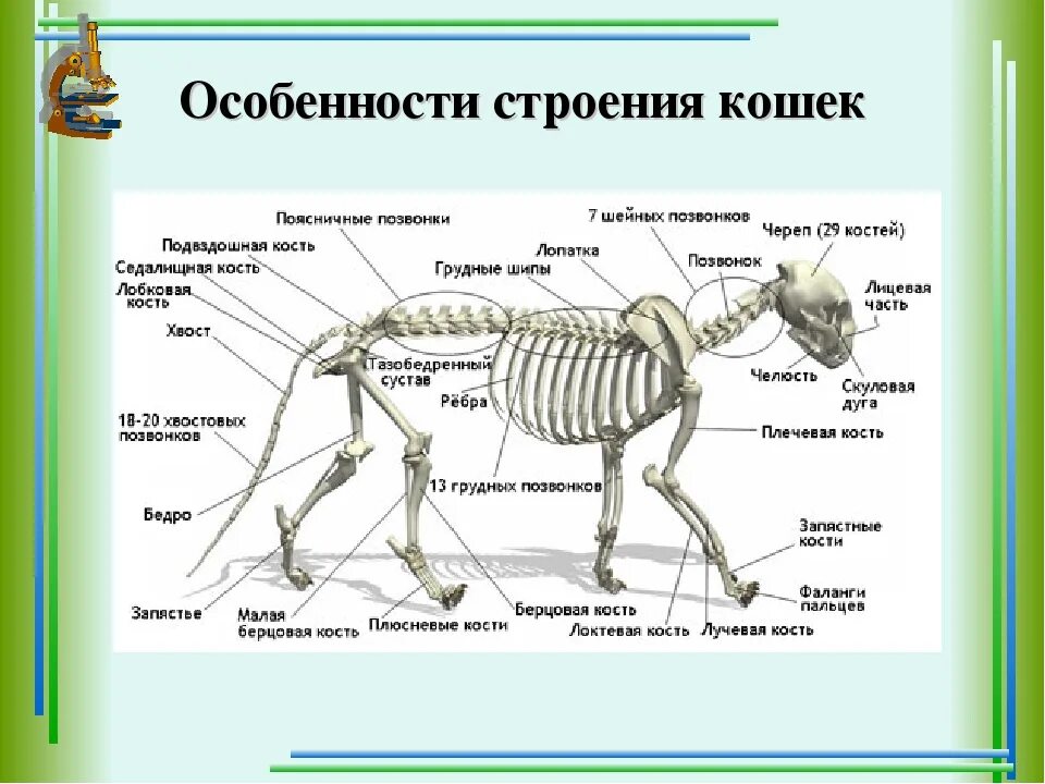 Особенности внешнего строения зверей