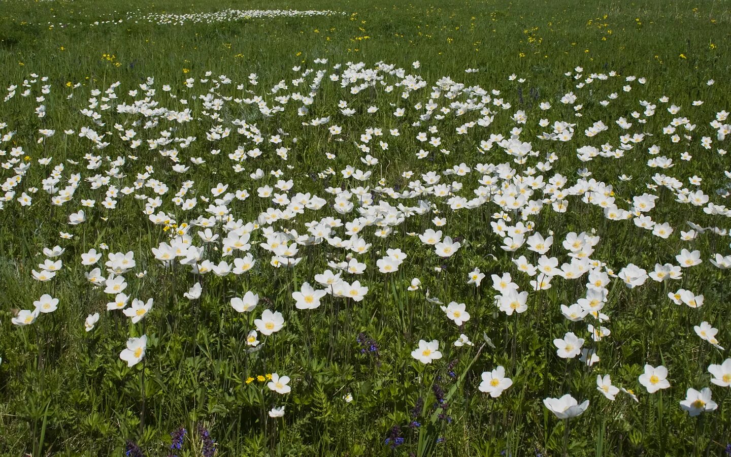 поле с белыми цветами. поле цветет белыми цветами. белые цветы в поле. поле цветет белыми цветами. травка с мелкими белыми цветочками.