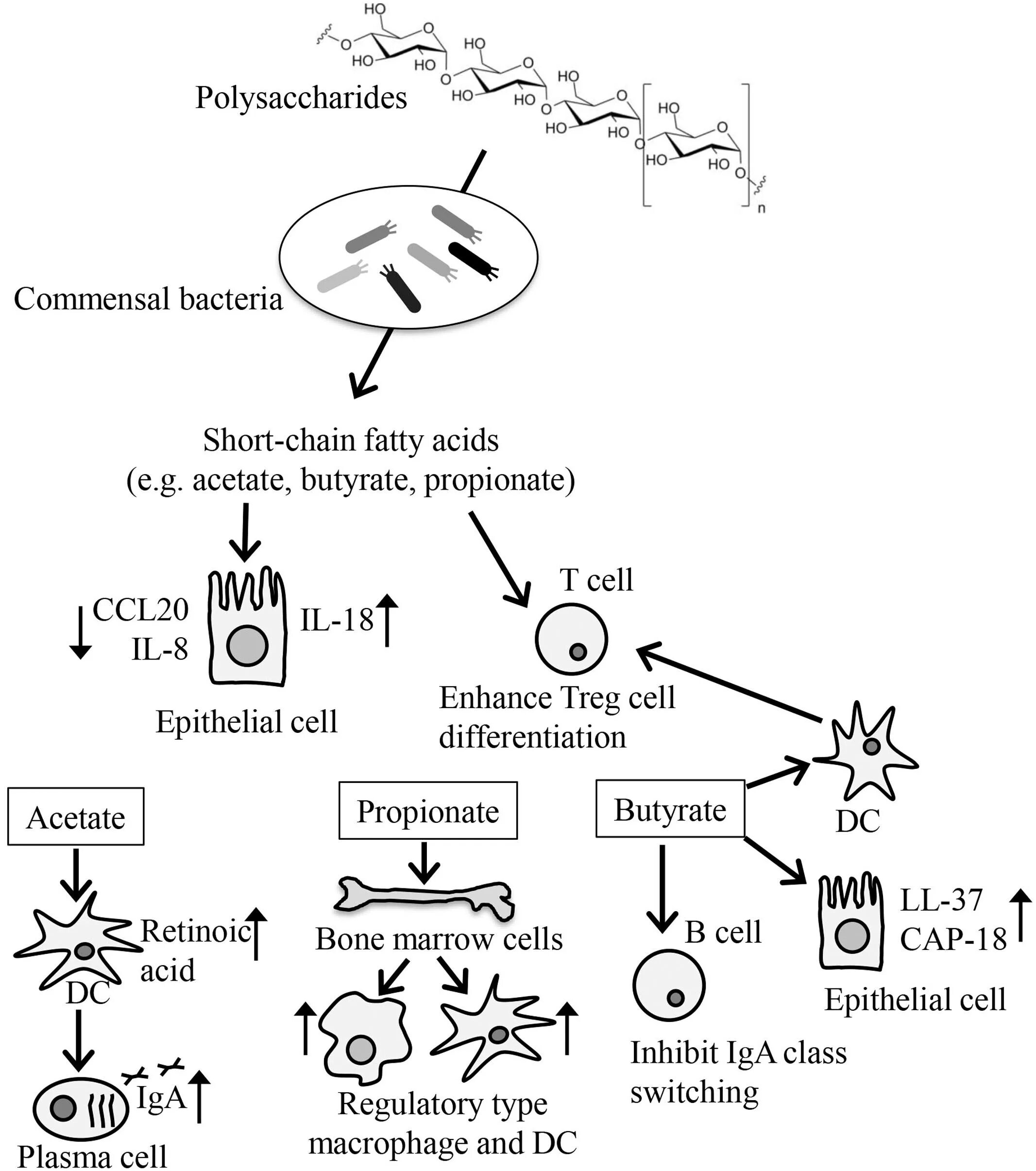 Микробиота смайлик. Short chain fatty acids function antiinphlamation. Липолиз апоптоз. Бутират. Short chain fatty acids.
