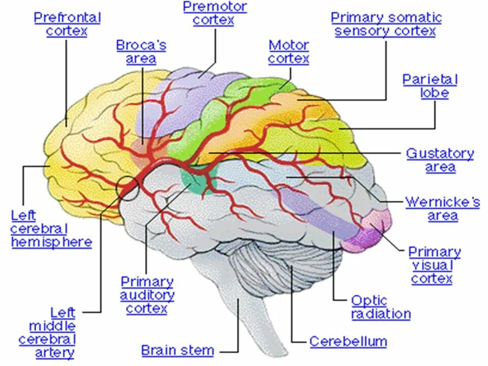 Корковые центры мозга. Проекционные зоны анализаторов. Проекционные зоны мозга. Корковые проекционные зоны. Высшие корковые центры.
