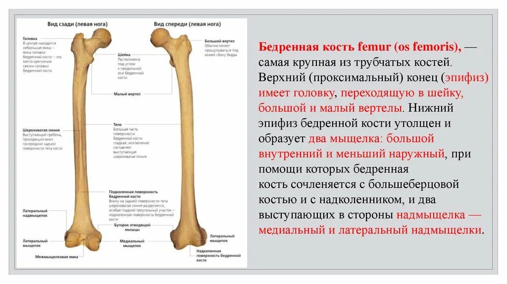 Бедренная кость анатомия описание. Проксимальный отдел бедренной кости анатомия. Нижний эпифиз бедренной кости. Структуры проксимального эпифиза бедренной кости:.