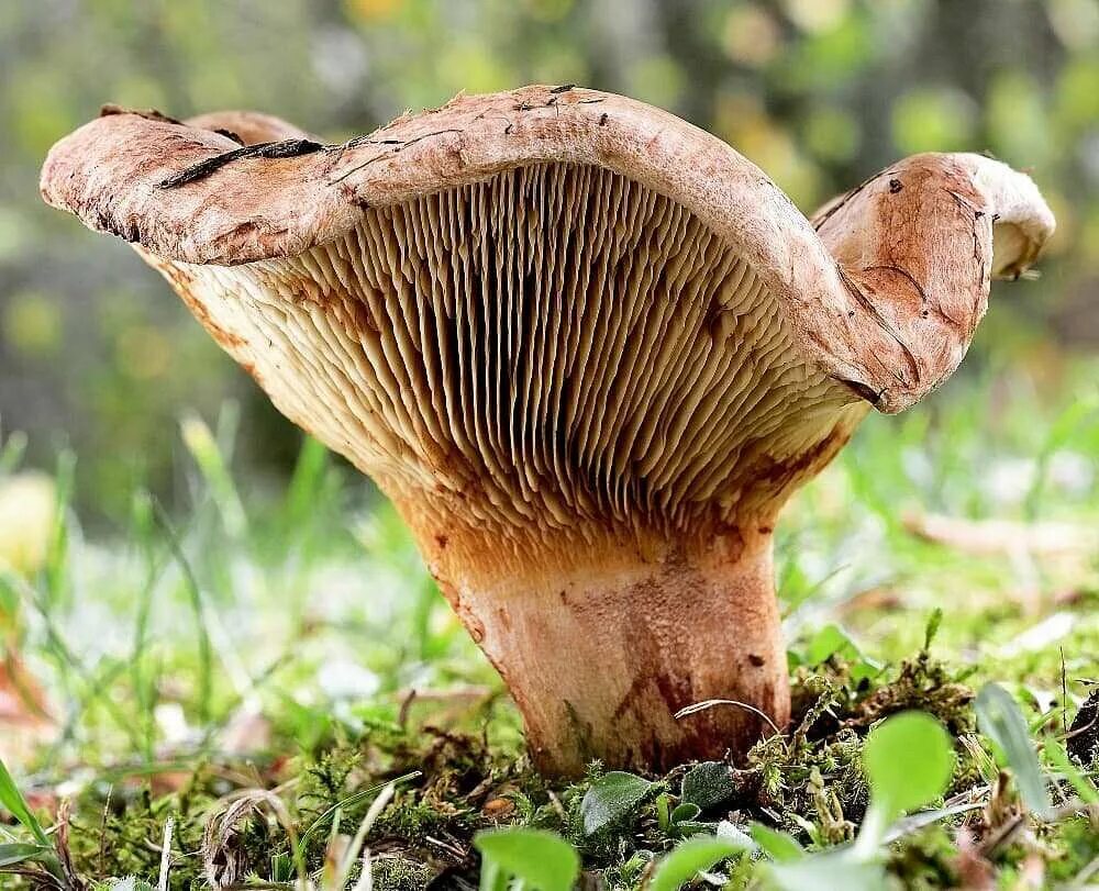 Смешные грибы. Гриб подсвинок. Ржачные грибы. Поросячий гриб. Тропические грибы съедобные.