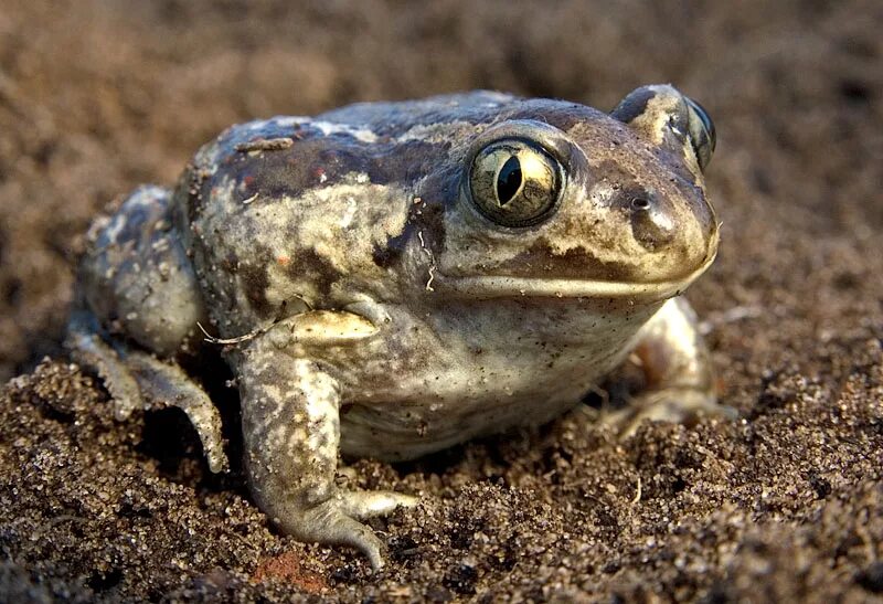 пяточные бугры чесночницы. чесночница жаба и лягушка. сирийская чесночница (pelobates syriacus). чесночн ца обыкновенная. сирийская чесночница.