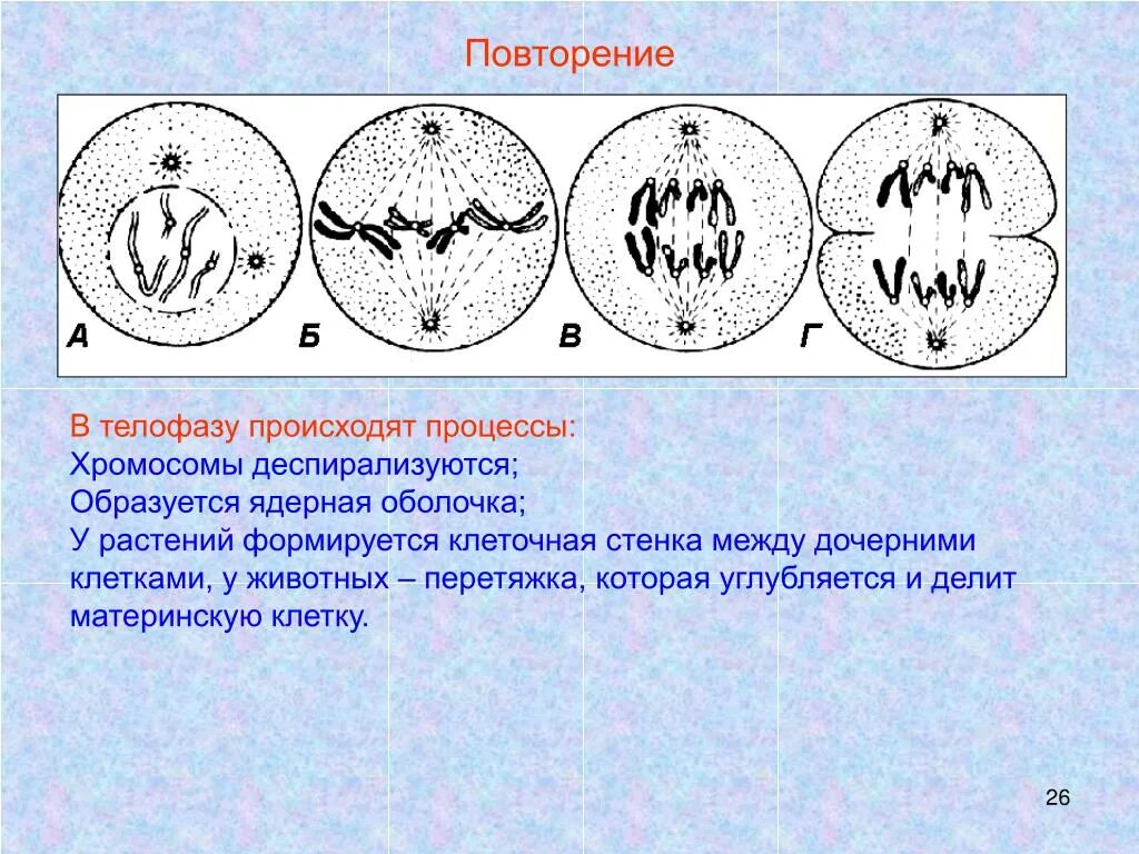 Спирализация хромосом фазы митоза. Телофаза процессы. Процессы происходящие в телофазе. Основные процессы телофазы митоза. Телофаза митоза процессы.