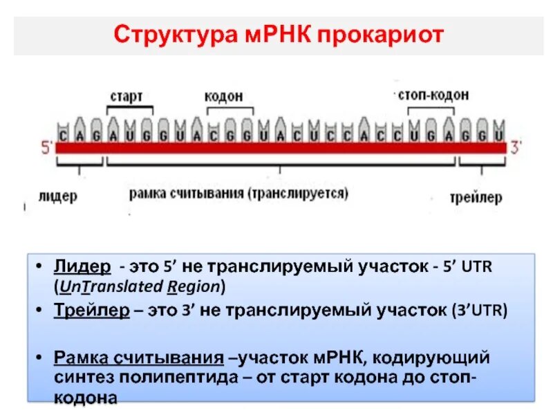 Матрица мрнк. Структура м рнк. матричная рнк строение. структура и функции мрнк. структура мрнк прокариот.