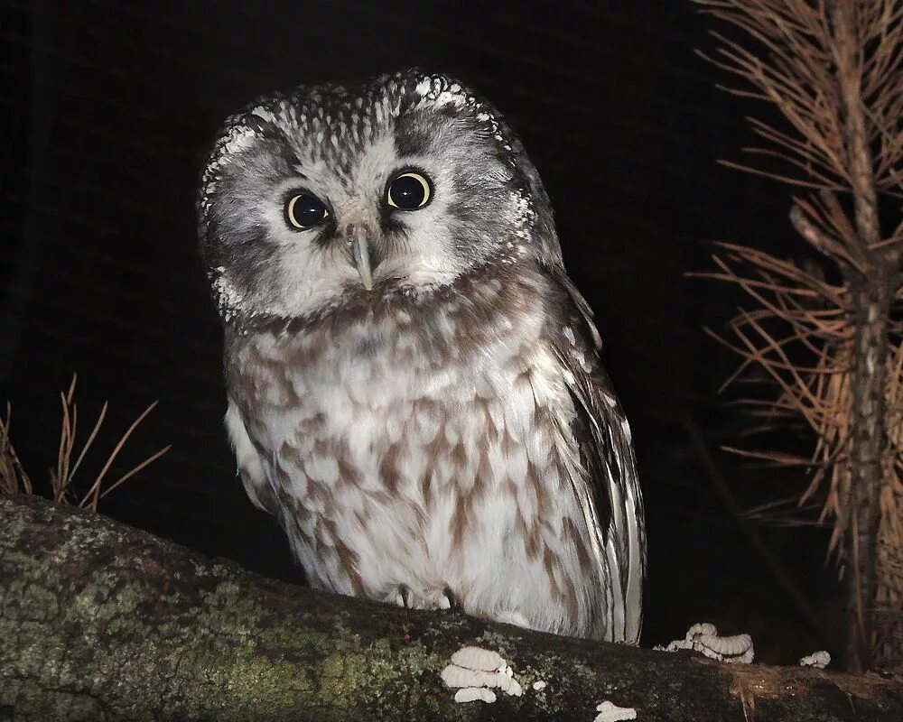 Брачные игры филинов. Сова подмосковная. Сова москва. Совиный дом антикафе москва на рижской. Московский совенок.